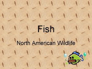 Fish North American Wildlife Lets study some fish