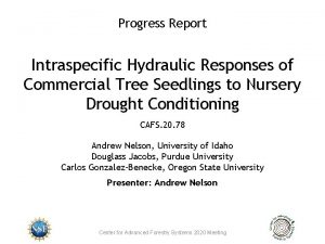 Progress Report Intraspecific Hydraulic Responses of Commercial Tree