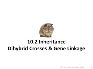 10 2 Inheritance Dihybrid Crosses Gene Linkage 10