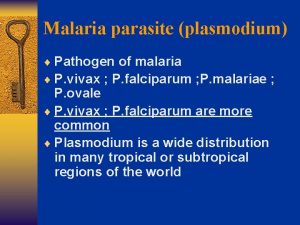 Malaria parasite plasmodium Pathogen of malaria P vivax