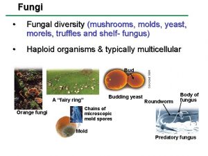 Fungi Fungal diversity mushrooms molds yeast morels truffles