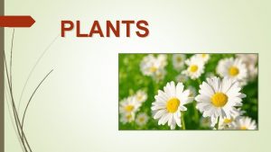 PLANTS NUTRITION IN PLANTS Most plants make their