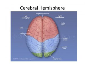 Cerebral Hemisphere The medial longitudinal fissure separates the