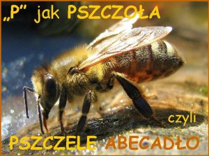 P jak PSZCZOA czyli PSZCZELE ABECADO A jak