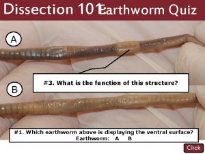 Dissection 101 Earthworm Quiz A B 2 Name