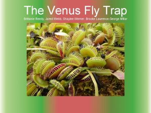 The Venus Fly Trap Brittanie Reedy Jared Webb