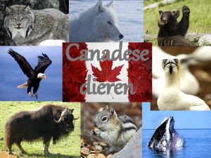 Canadese dieren Inhoudsopgave Inleiding Vraag 1 Vraag 2
