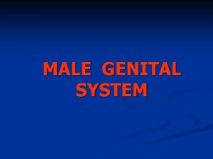 MALE GENITAL SYSTEM The male reproductive organs are