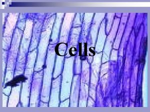 Cells Early Microscopes n 1665 Englishman Robert Hooke