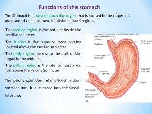 Functions of the stomach The Stomach is a