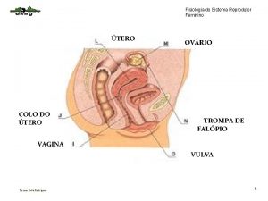 Fisiologia do Sistema Reprodutor Feminino TERO COLO DO