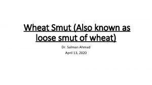 Wheat Smut Also known as loose smut of