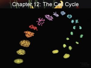 Chapter 12 The Cell Cycle Rudolf Virchow1855 Omnis