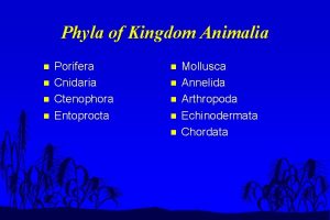 Phyla of Kingdom Animalia n n Porifera Cnidaria