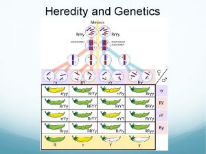 Heredity and Genetics Heredity Passing of traits from