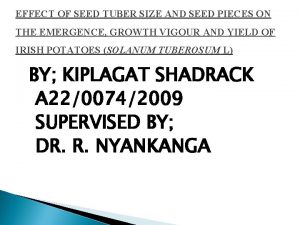 EFFECT OF SEED TUBER SIZE AND SEED PIECES