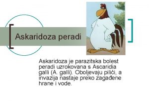 Askaridoza peradi Askaridoza je parazitska bolest peradi uzrokovana