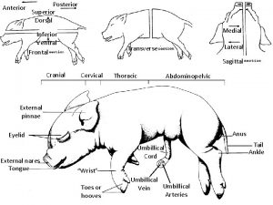 Anterior Posterior Superior Dorsal Medial Inferior Ventral Frontal