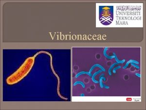 Vibrionaceae Introduction of Vibrio Three members pathogenic to