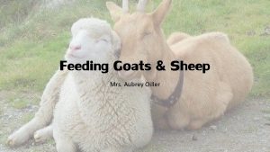 Feeding Goats Sheep Mrs Aubrey Oiller State different