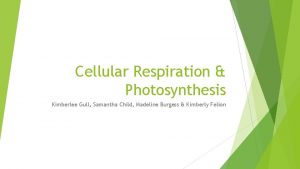 Cellular Respiration Photosynthesis Kimberlee Gull Samantha Child Madeline