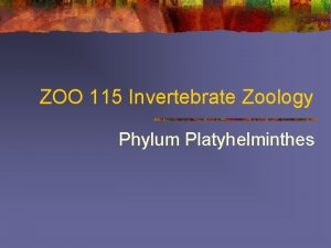 ZOO 115 Invertebrate Zoology Phylum Platyhelminthes Classes n