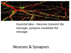 Essential Idea Neurons transmit the message synapses modulate