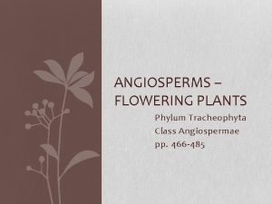 ANGIOSPERMS FLOWERING PLANTS Phylum Tracheophyta Class Angiospermae pp