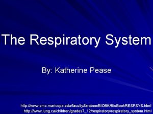 The Respiratory System By Katherine Pease http www