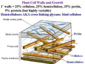 Plant Cell Walls and Growth 1 walls 25