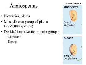 Angiosperms Flowering plants Most diverse group of plants