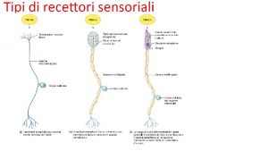 Cellule orizzontali Sono interneuroni inibitori utilizzanti lacido aminobutirrico