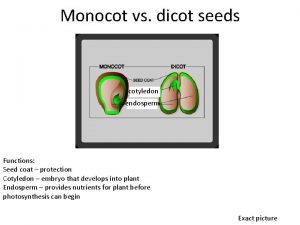 Monocot vs dicot seeds cotyledon endosperm Functions Seed