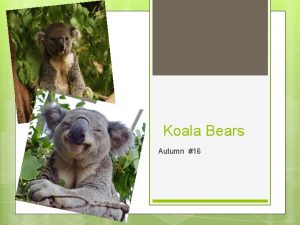 Koala Bears Autumn 16 Background Koala Bear is