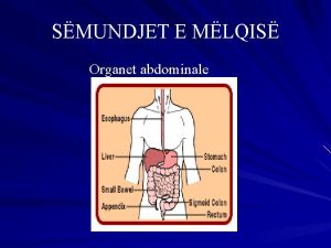 SMUNDJET E MLQIS Organet abdominale SMUNDJET E MLQIS