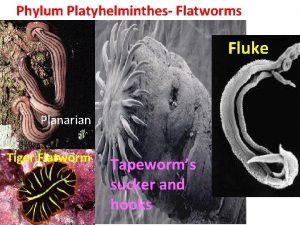 Phylum Platyhelminthes Flatworms Fluke Planarian Tiger Flatworm Tapeworms