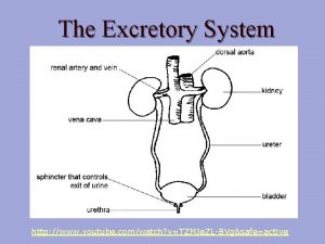 The Excretory System http www youtube comwatch vTZMJe