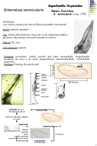 Enterobius vermicularis Superfamlia Oxyuroidea Gnero Enterobius E vermicularis