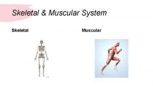 Skeletal Muscular System Skeletal Muscular Skeletal System Supports