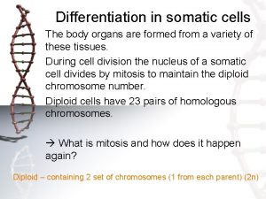 Differentiation in somatic cells The body organs are