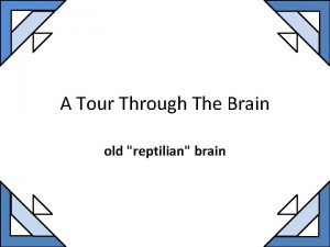 A Tour Through The Brain old reptilian brain