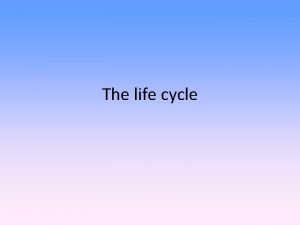 The life cycle Systems Development Life Cycle A