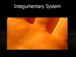 Integumentary System Functions 1 Covers and protects the