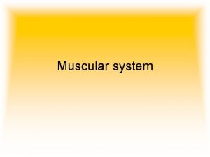 Muscular system FACTS Your Body has over 600
