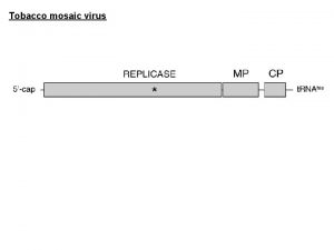 Tobacco mosaic virus Plant Virus Infections Local lesions