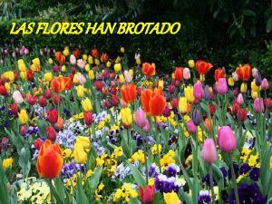 LAS FLORES HAN BROTADO Un hombre trabajaba en