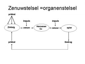 Zenuwstelsel organenstelsel prikkel Impuls Zintuig prikkel zenuw impuls