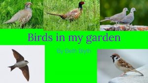 Birds in my garden By Beth Blyth Doves