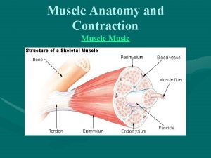 Muscle Anatomy and Contraction Muscle Music Muscle TermsAnatomy