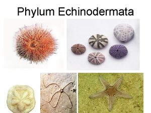 Phylum Echinodermata Characteristics Echinodermata means spiny skin usually